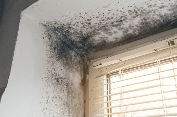 Affordable Mold Cleanup solutions in Star Tannery, VA